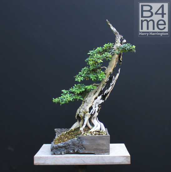 box bonsai